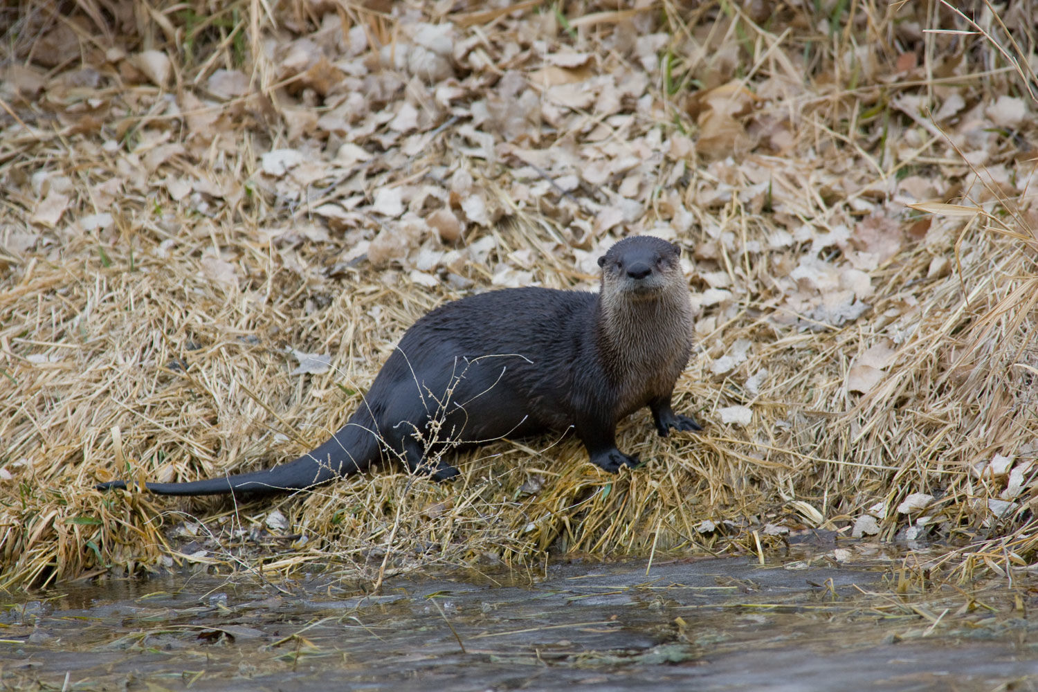 otter2.jpg